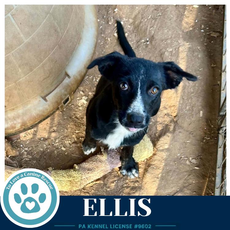 Enlarge Ellis 100326, a Adoptable mixed breed in Kimberton, PA image 4/4