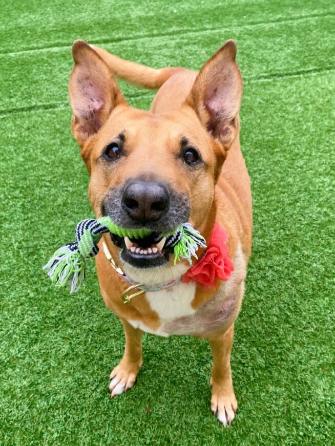 Dog for adoption Aggie, a Shepherd Mix in Chichester, NH Petfinder