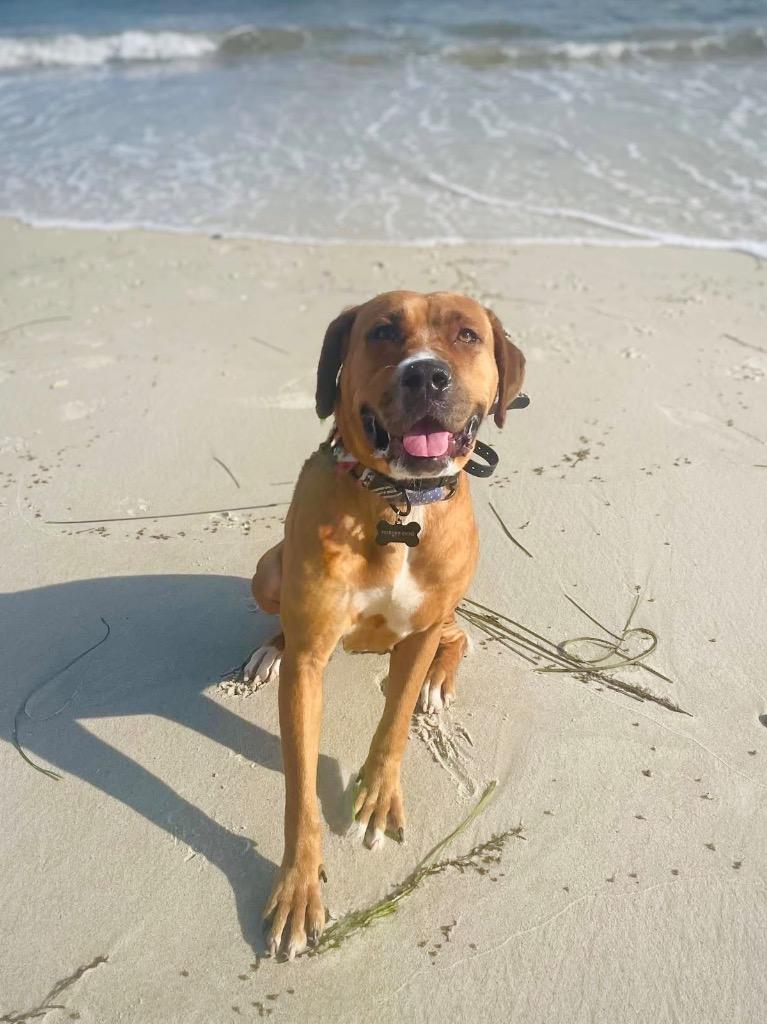 Atalie - LOCAL, a Adoptable mixed breed in Princeton, MA image 1/6