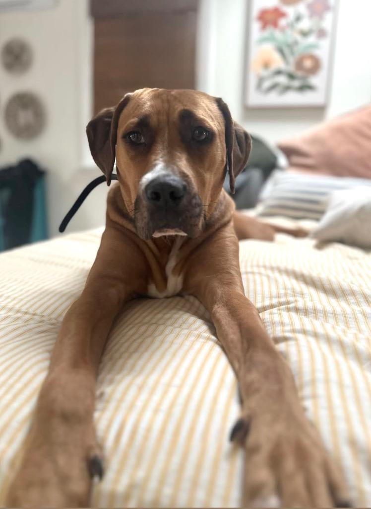 Atalie - LOCAL, a Adoptable mixed breed in Princeton, MA image 2/6