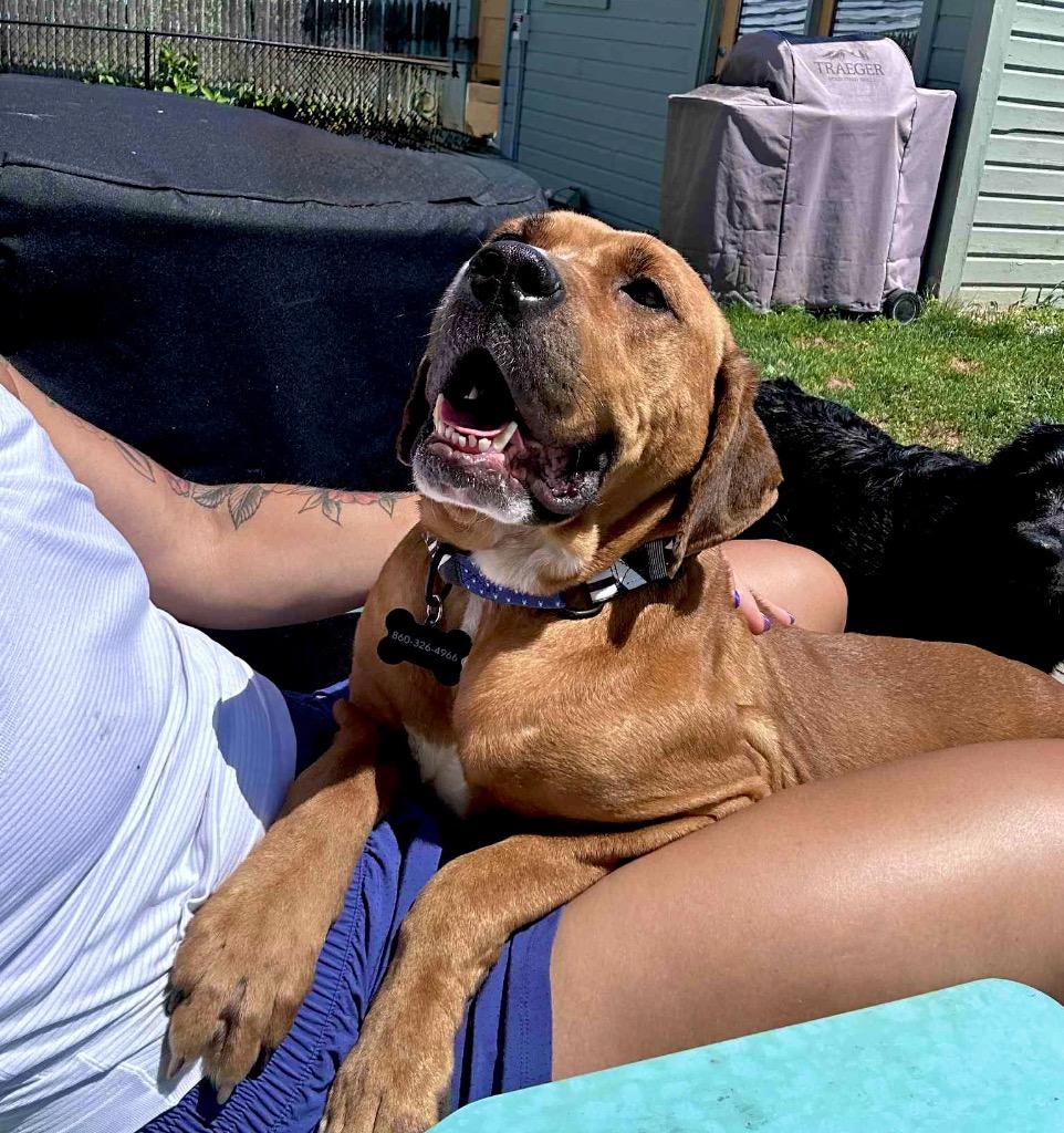 Atalie - LOCAL, a Adoptable mixed breed in Princeton, MA image 3/6