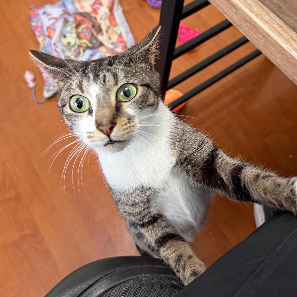 Enlarge Ursi, an adopted mixed breed in Chicago, IL image 2/3