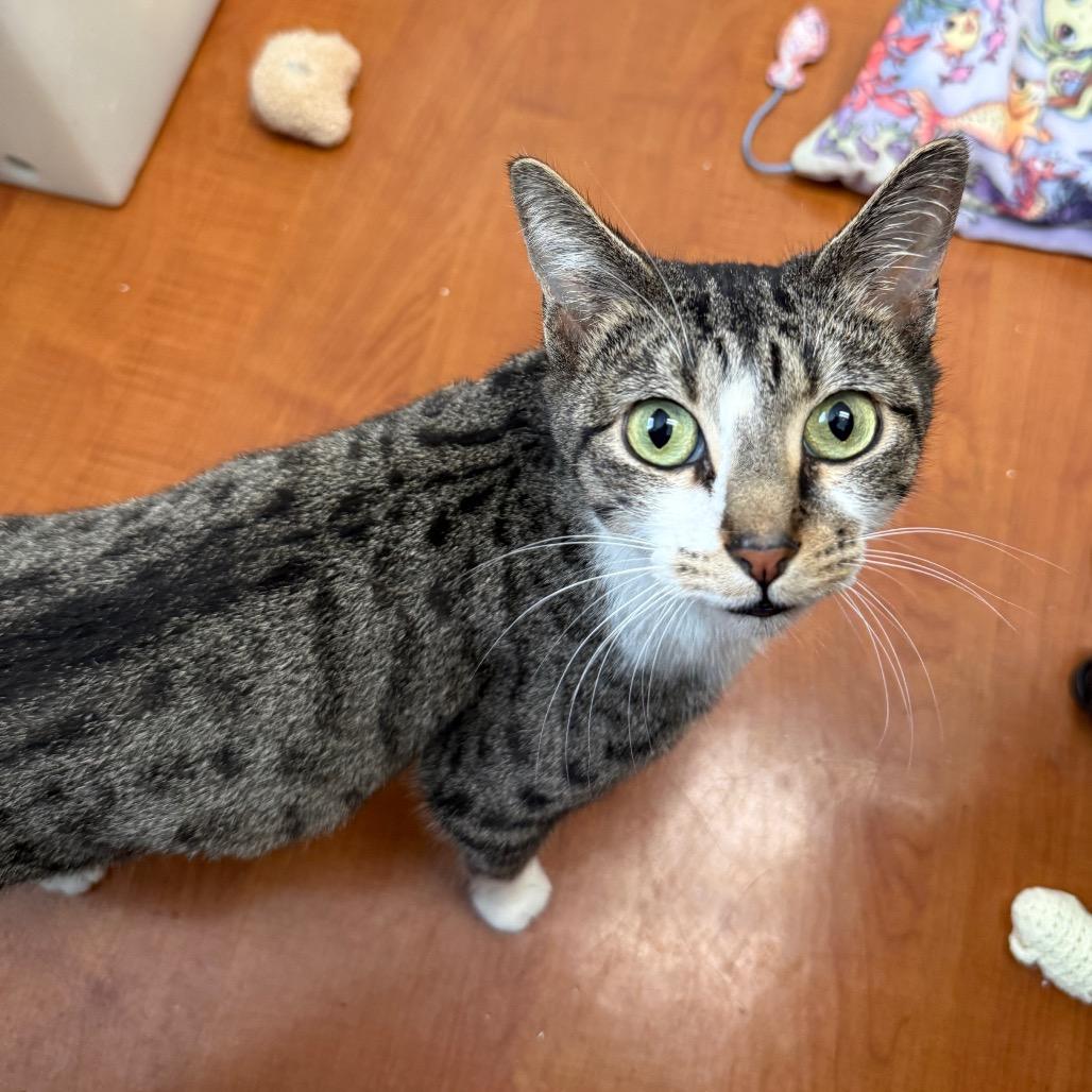 Ursi, adopted, Adult Female Domestic Short Hair.