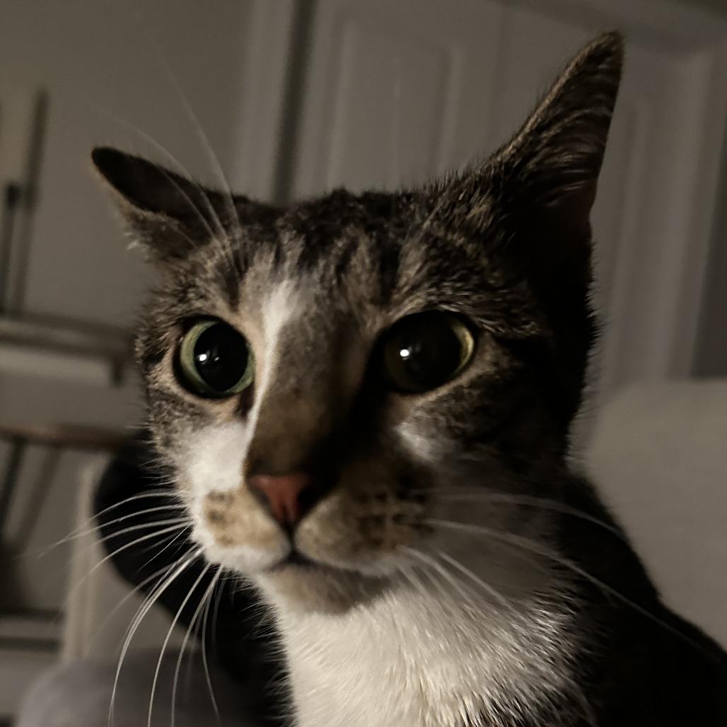 Enlarge Ursi, an adopted mixed breed in Chicago, IL image 3/3