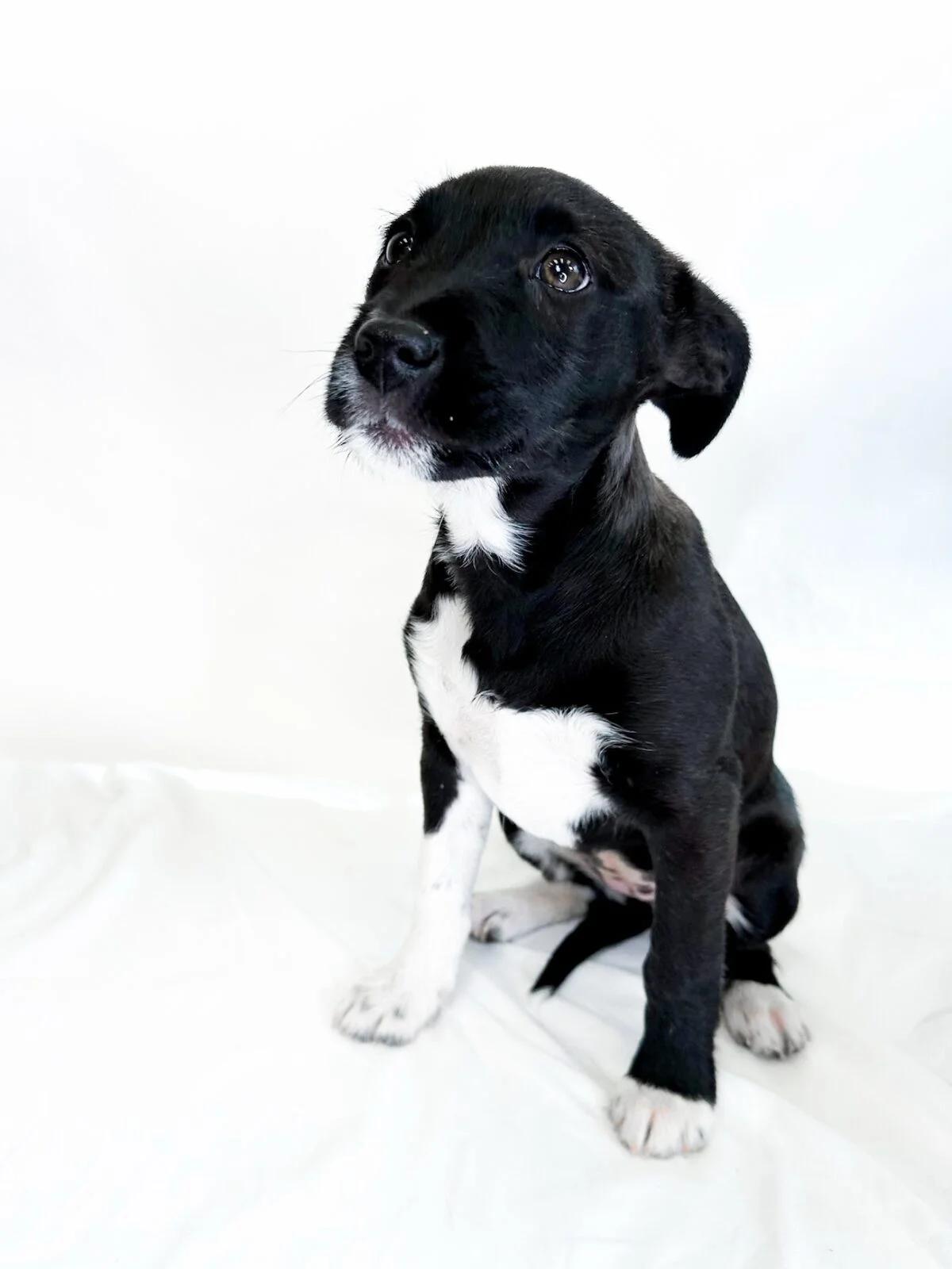 Fili, a ADOPTABLE mixed breed in Bixby, OK image 3/3