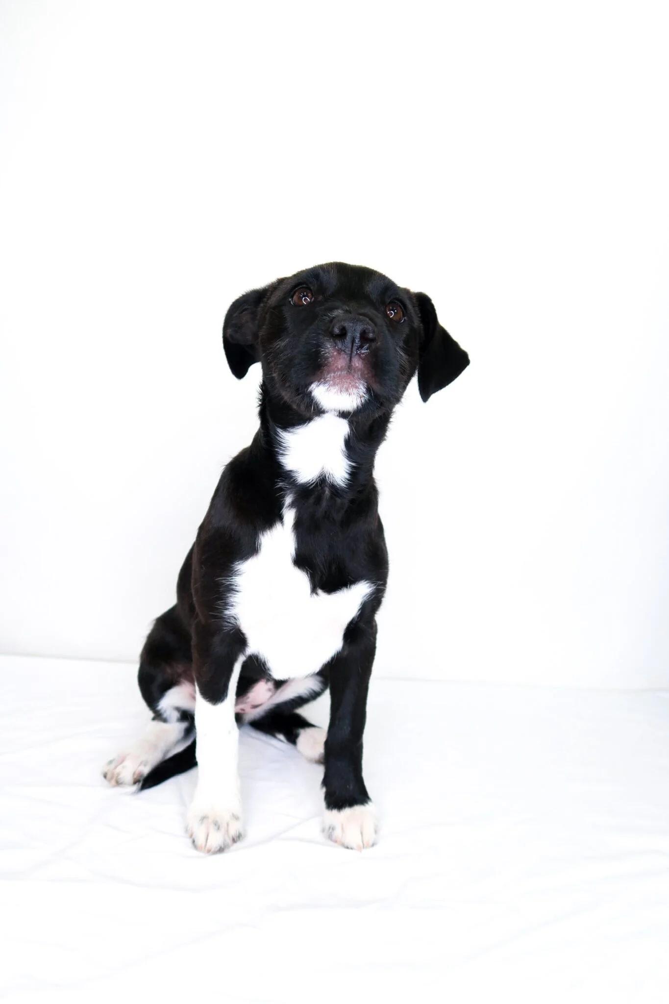 Enlarge Fili, an adopted mixed breed in Bixby, OK image 4/4