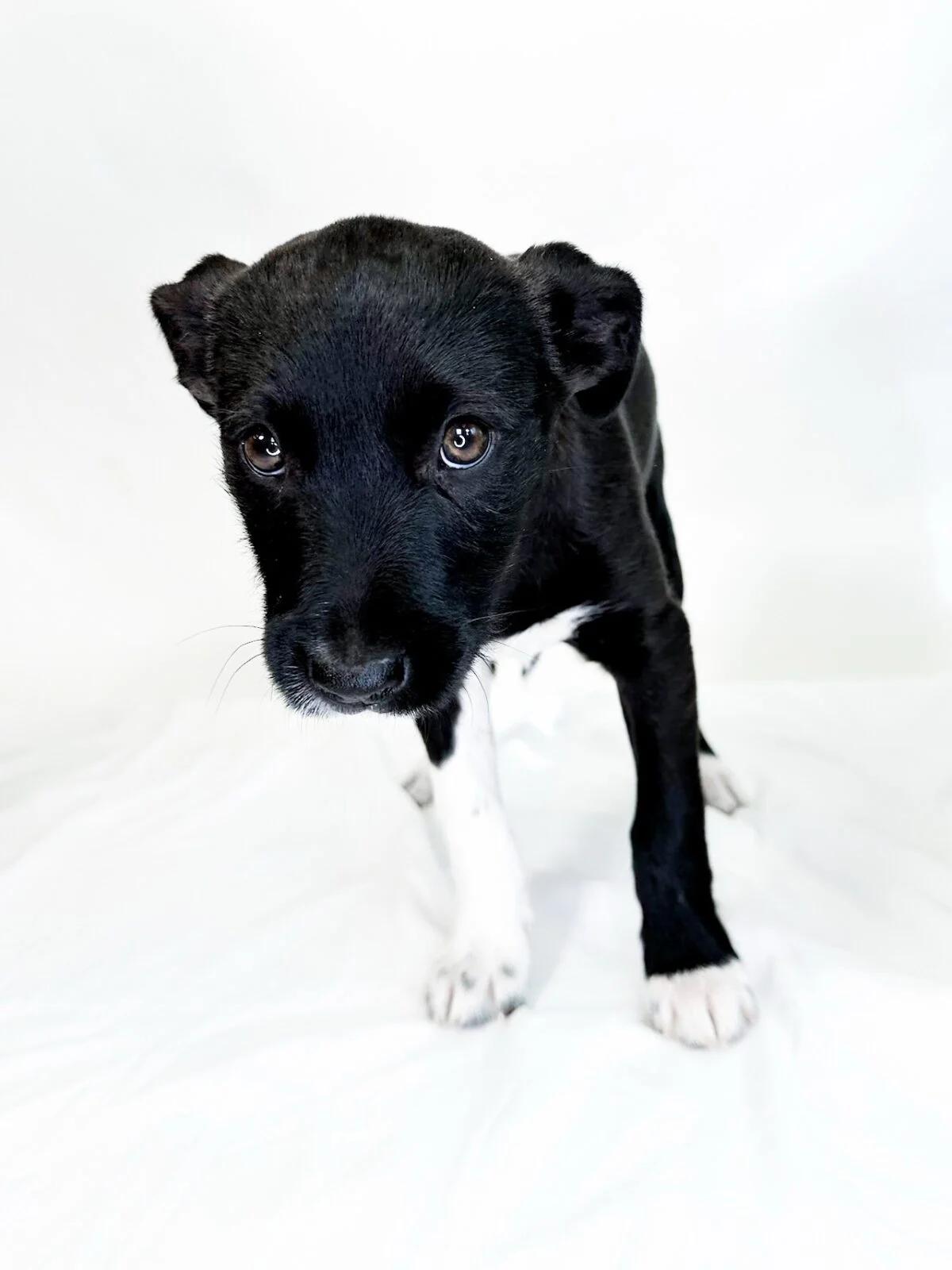 Fili, a ADOPTABLE mixed breed in Bixby, OK image 2/3