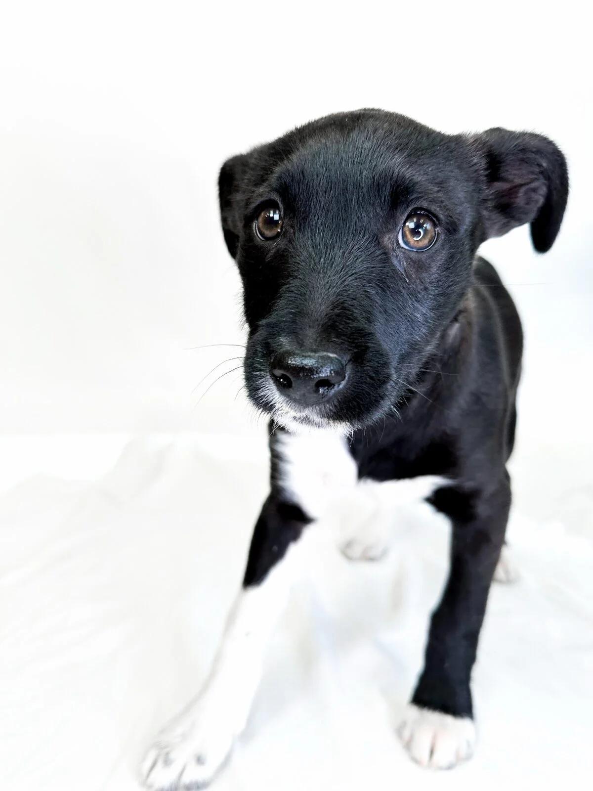 Fili, a ADOPTABLE mixed breed in Bixby, OK image 1/3