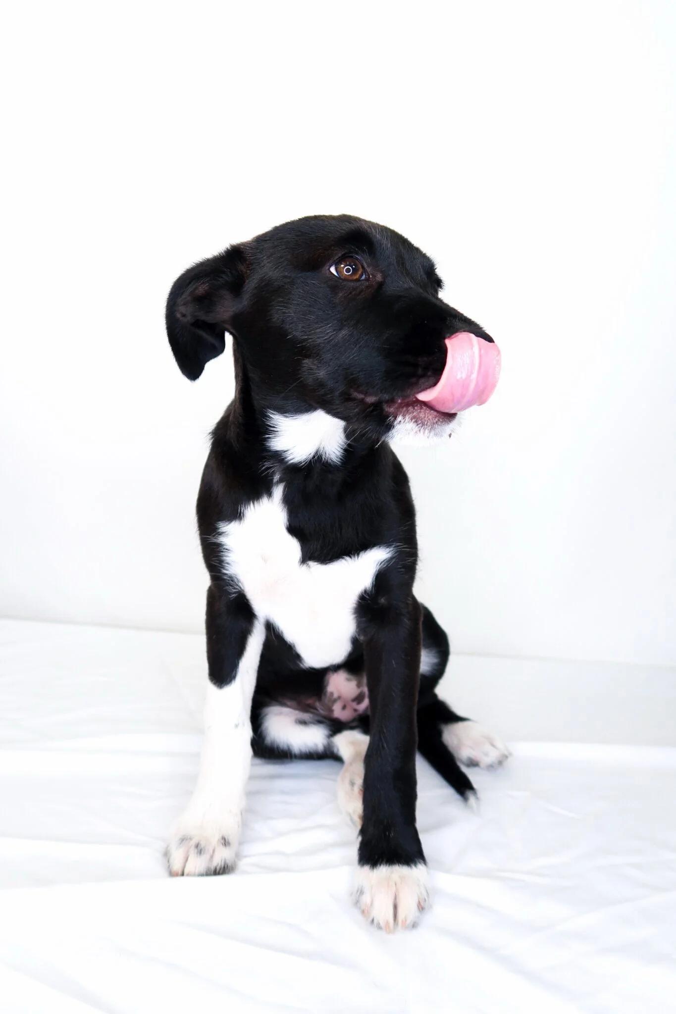 Enlarge Fili, an adopted mixed breed in Bixby, OK image 3/4