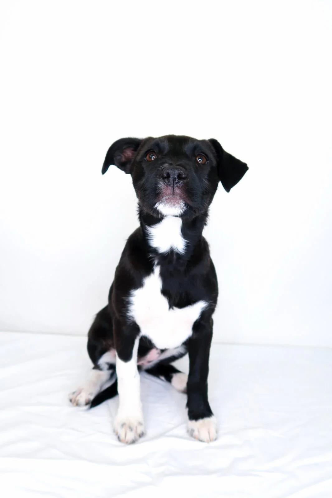 Enlarge Fili, an adopted mixed breed in Bixby, OK image 2/4