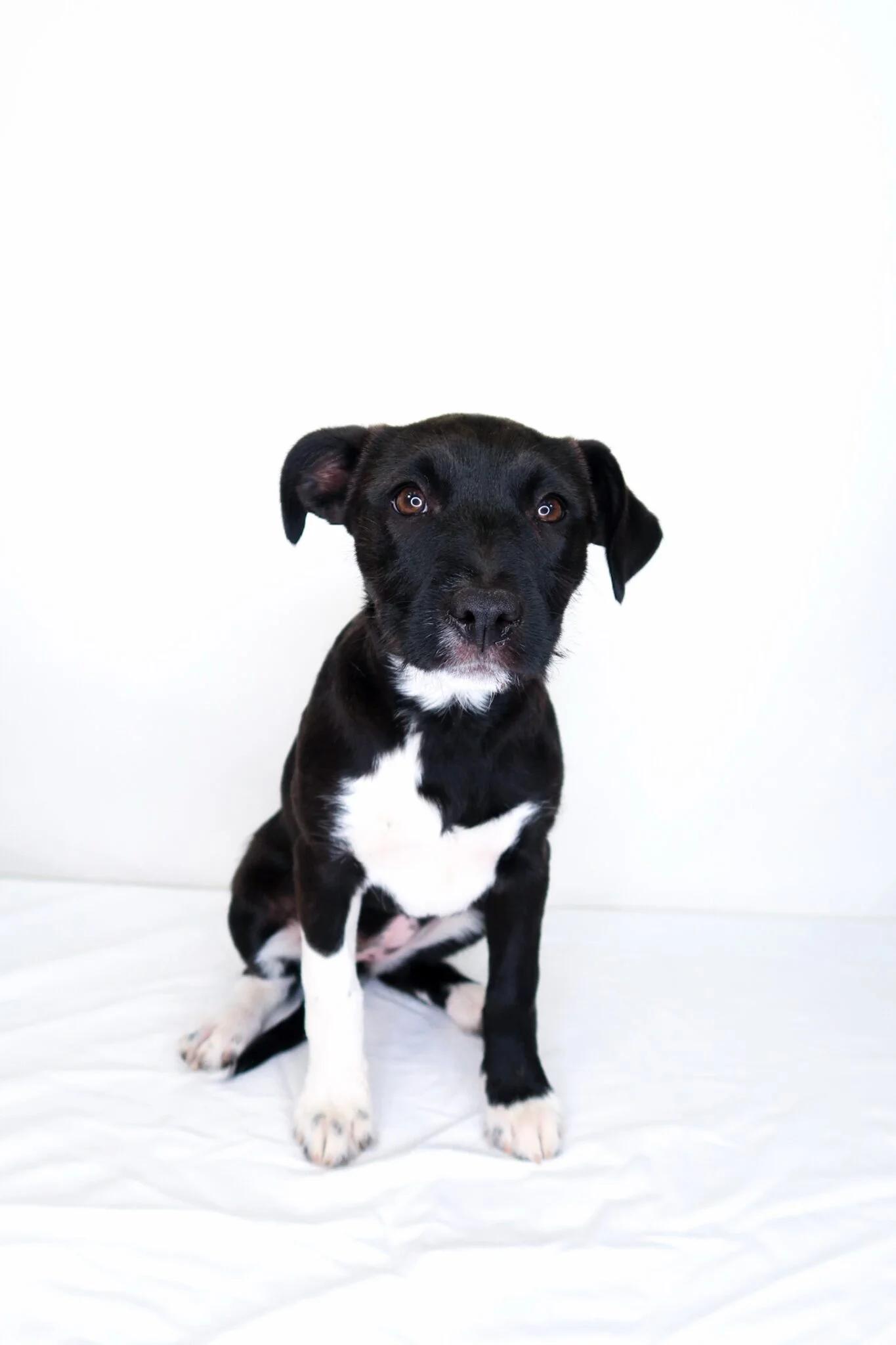 Fili, ADOPTABLE, Puppy Female Shepherd.