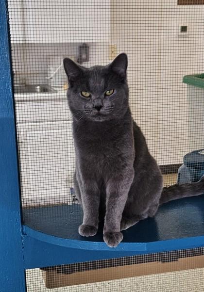 Prince, Adoptable, Adult Male Russian Blue & Domestic Short Hair.