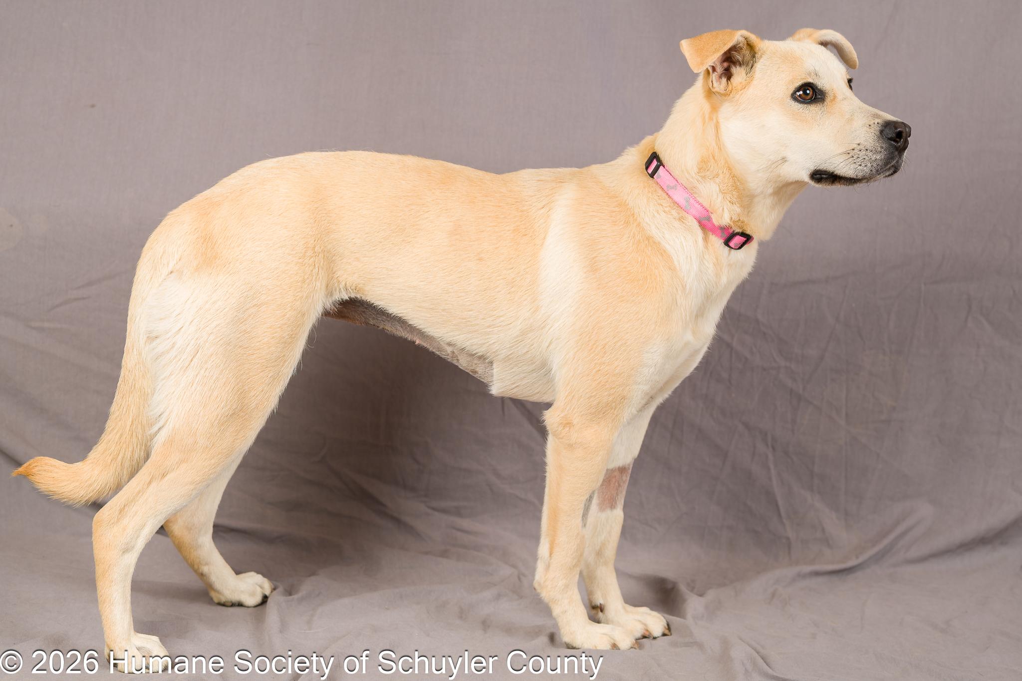 Enlarge Cassie, a ADOPTABLE Yellow Labrador Retriever in Montour Falls, NY image 3/3