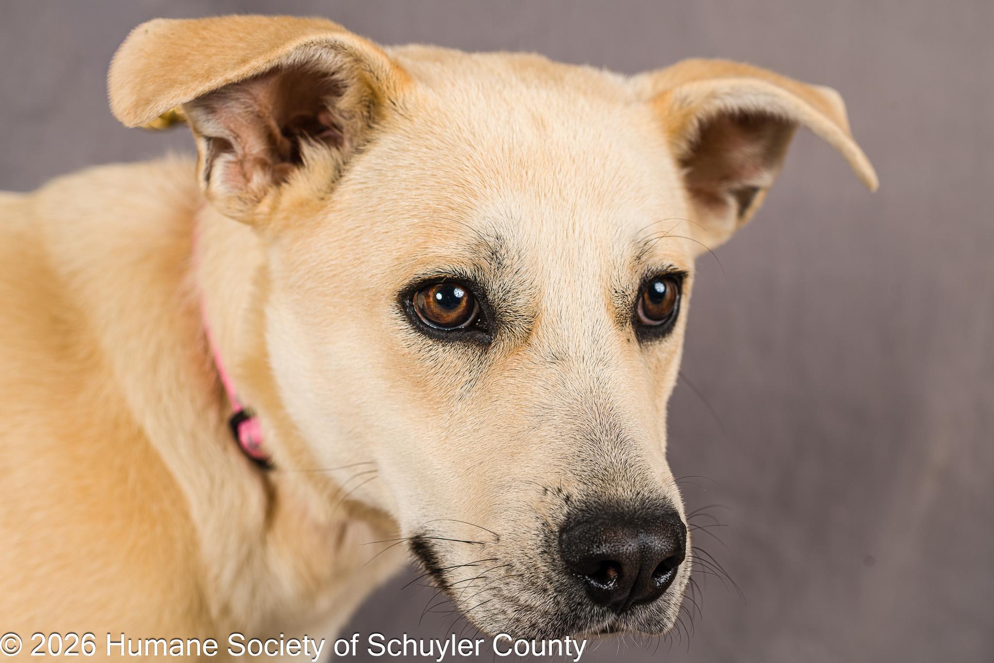 Cassie, ADOPTABLE, Young Female Yellow Labrador Retriever.