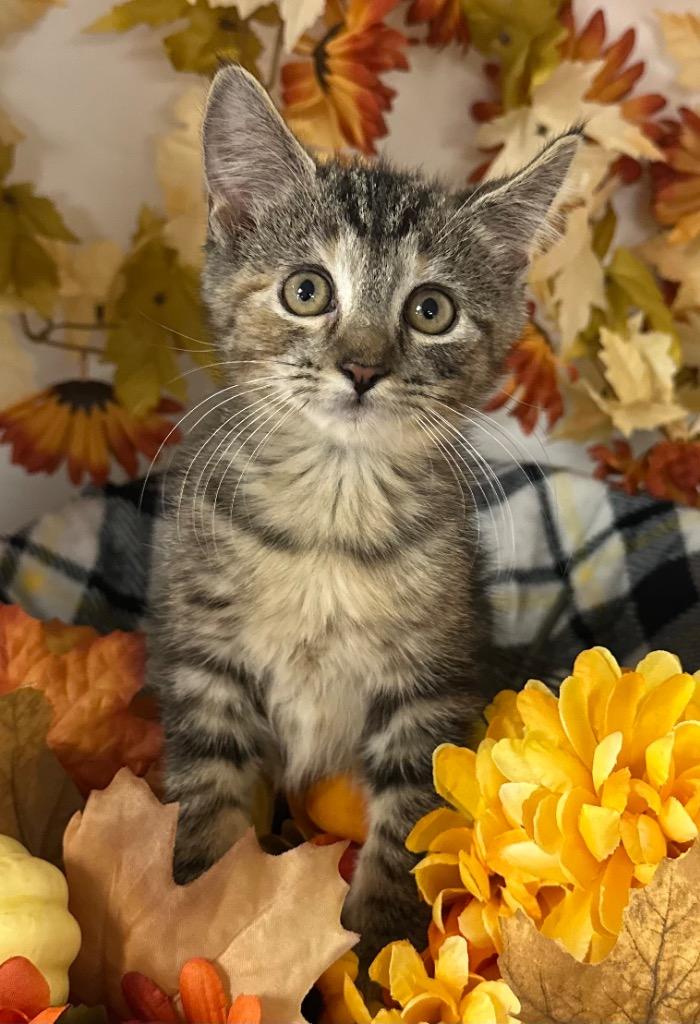 Enlarge 7/15/25 - Piper, a Adoptable mixed breed in Stillwater, OK image 1/1