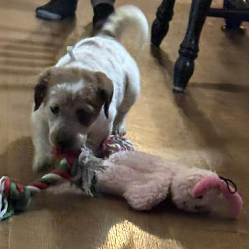 Enlarge Cali, a ADOPTABLE mixed breed in Rochester, NY image 3/4