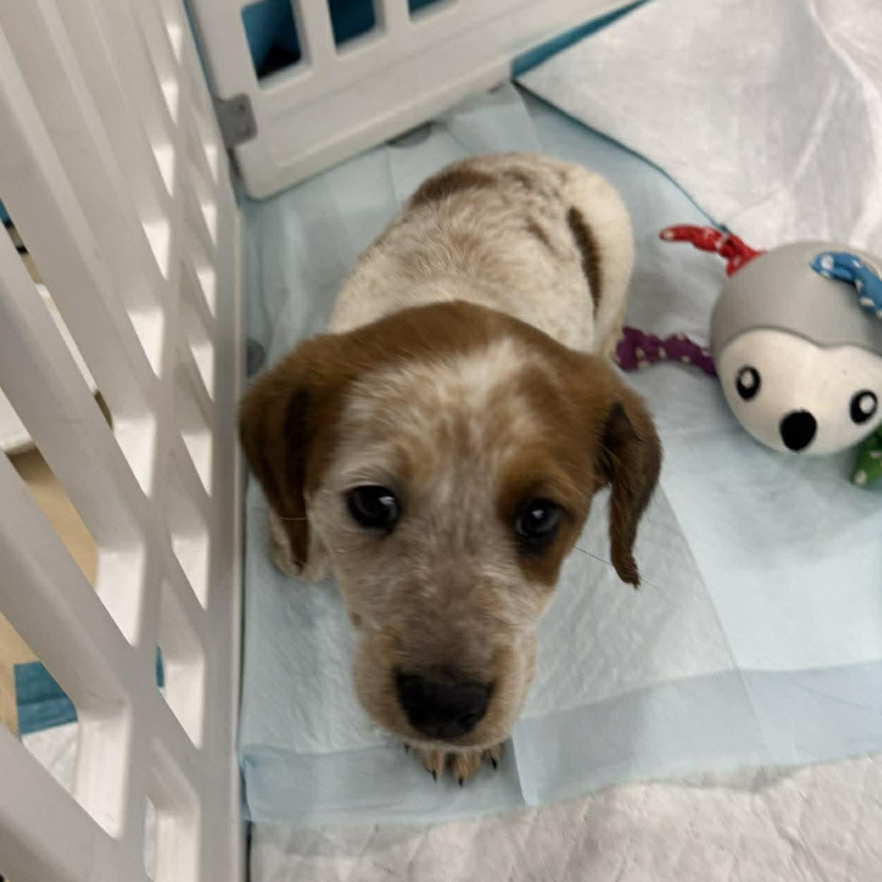 Enlarge Cali, a ADOPTABLE mixed breed in Rochester, NY image 2/4