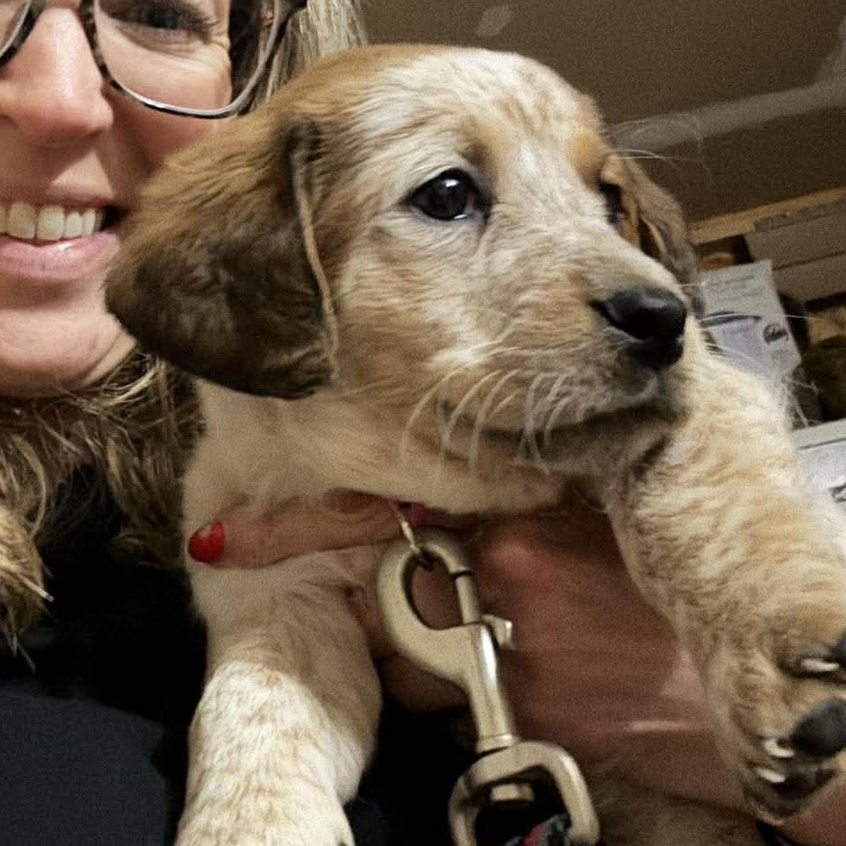 Enlarge Cali, a ADOPTABLE mixed breed in Rochester, NY image 4/4