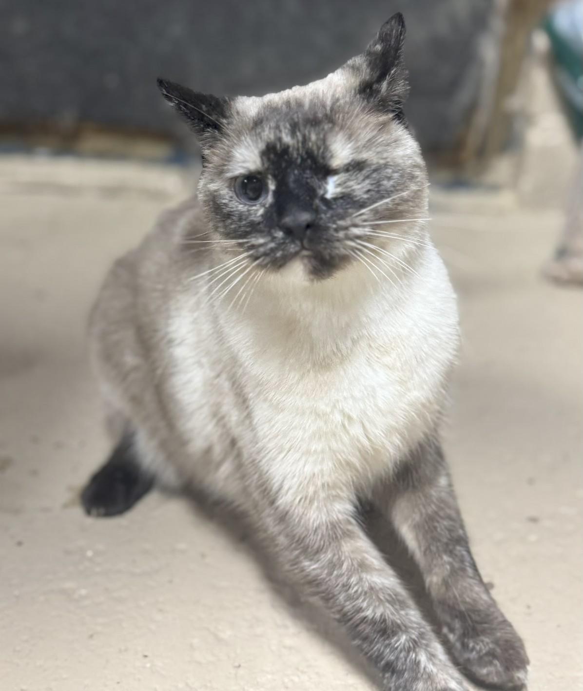 Enlarge Little Mean Girl, a Adopted Siamese in Lees Summit, MO image 1/1