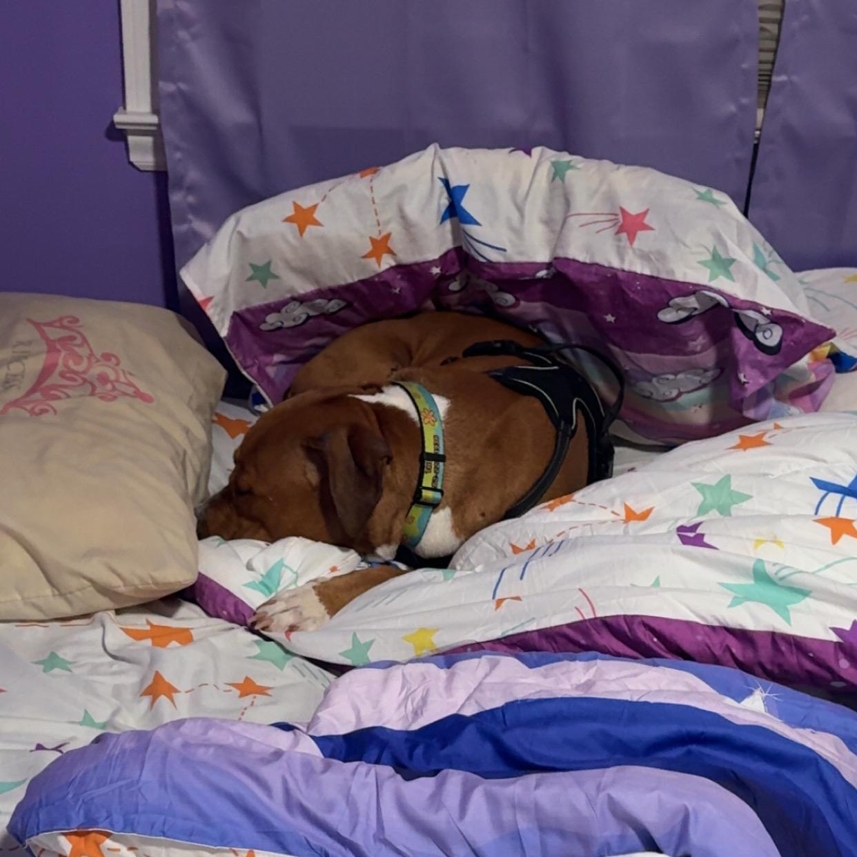 Thor, a Adoptable mixed breed in High Point, NC image 4/6