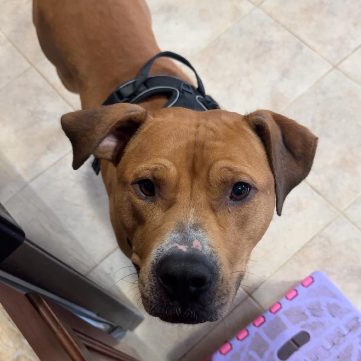 Thor, a Adoptable mixed breed in High Point, NC image 6/6