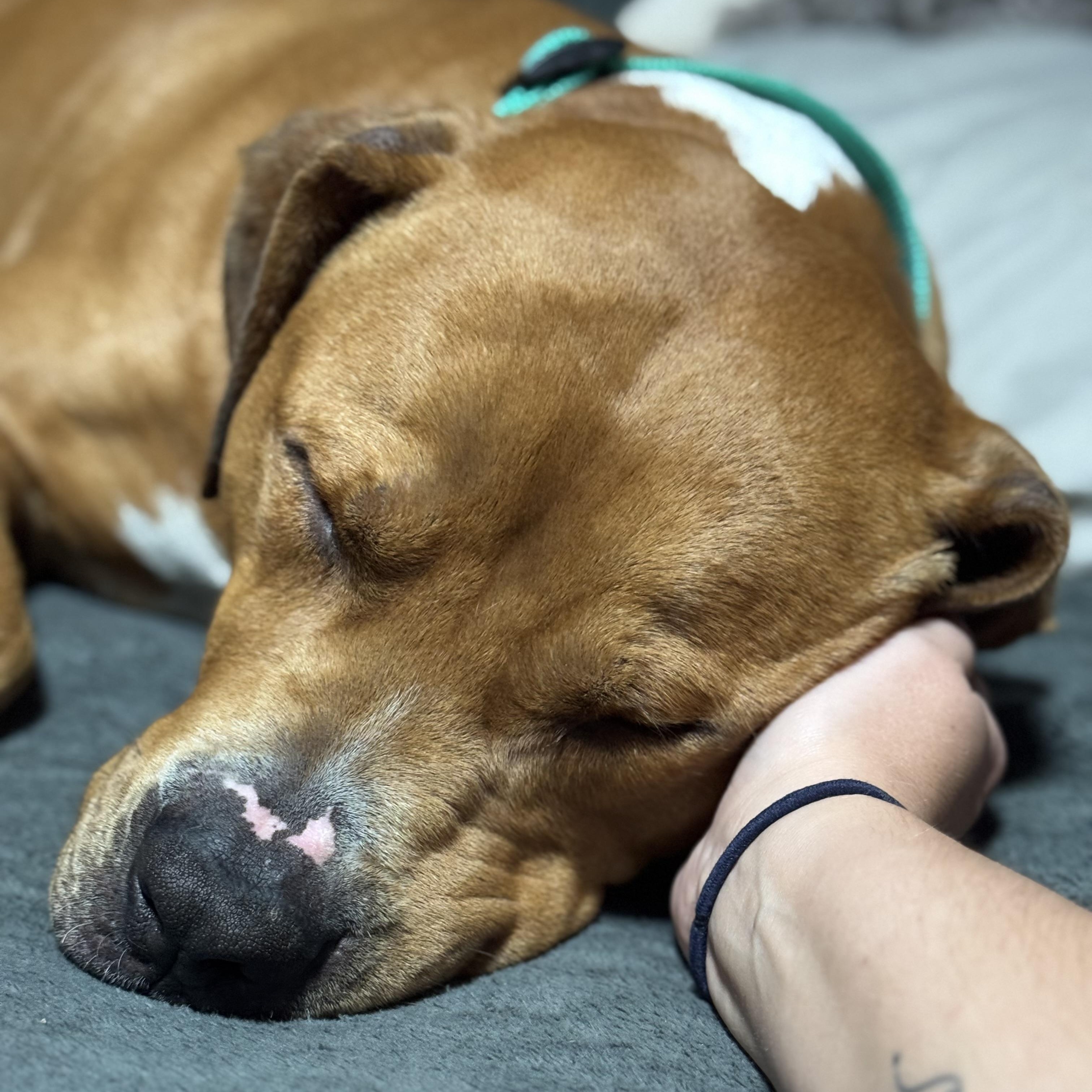 Thor, a Adoptable mixed breed in High Point, NC image 1/6