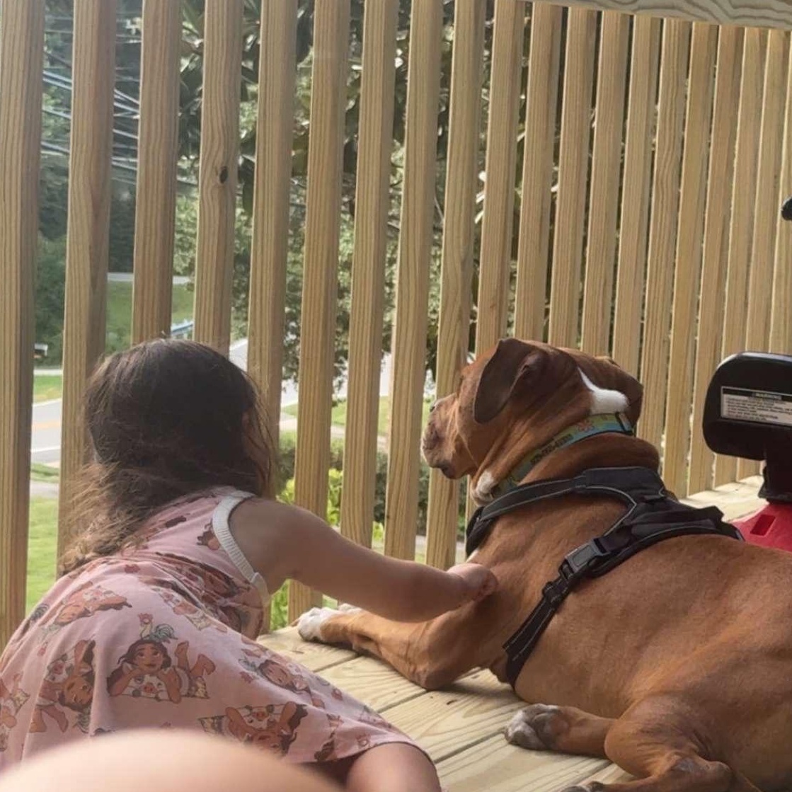 Thor, a Adoptable mixed breed in High Point, NC image 2/6