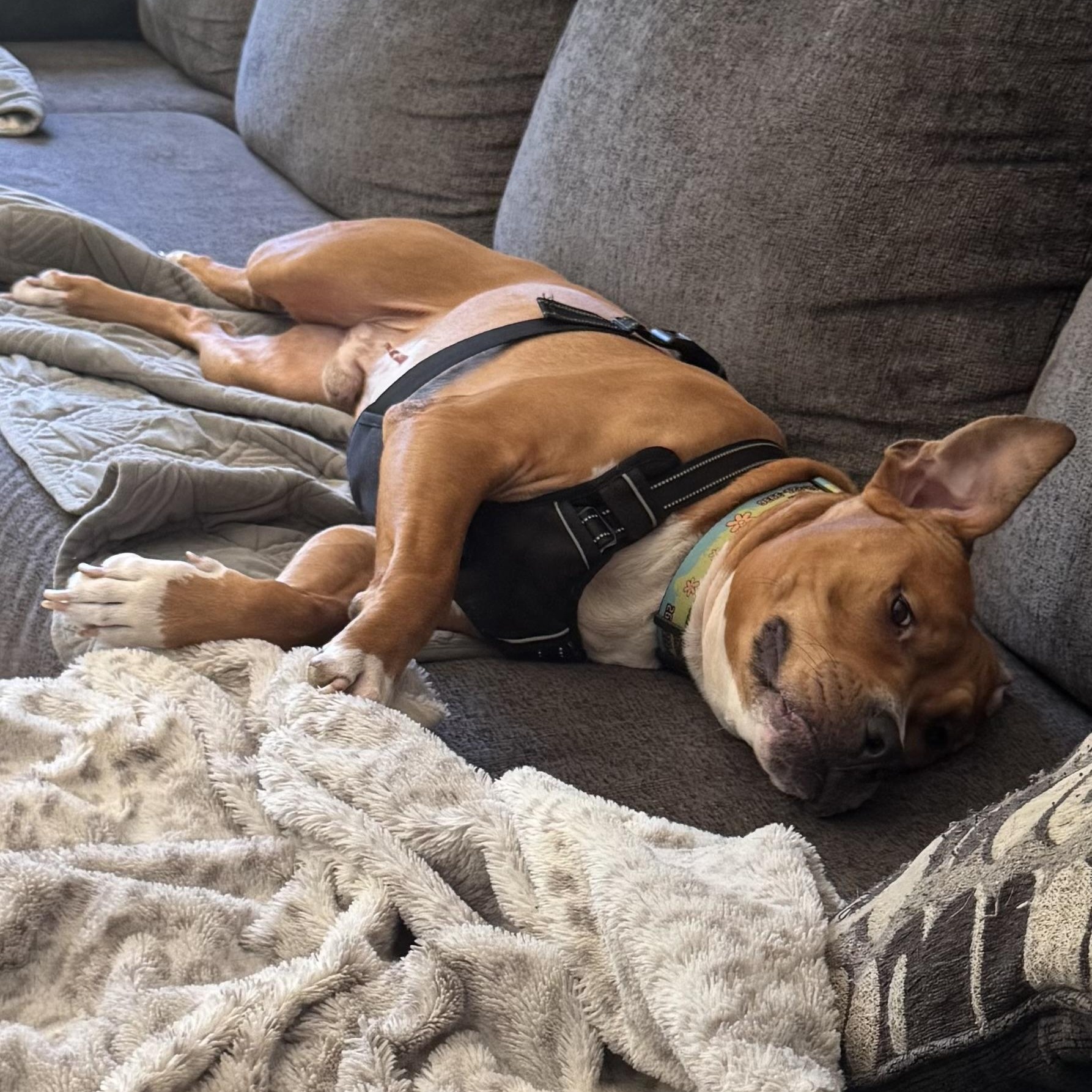 Thor, a Adoptable mixed breed in High Point, NC image 3/6