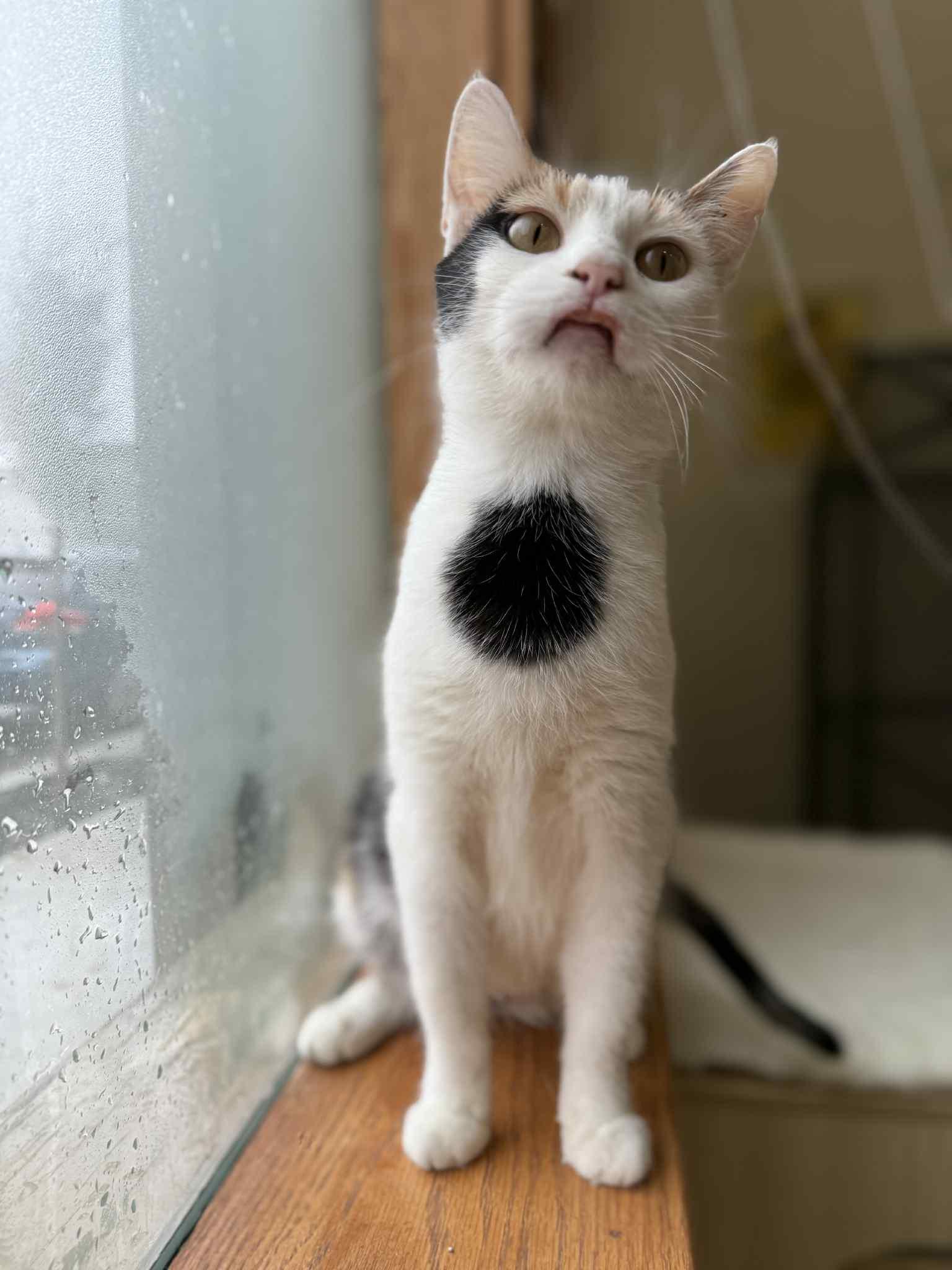Popsicle (cat café), a Adoptable mixed breed in Lafayette, IN image 1/2