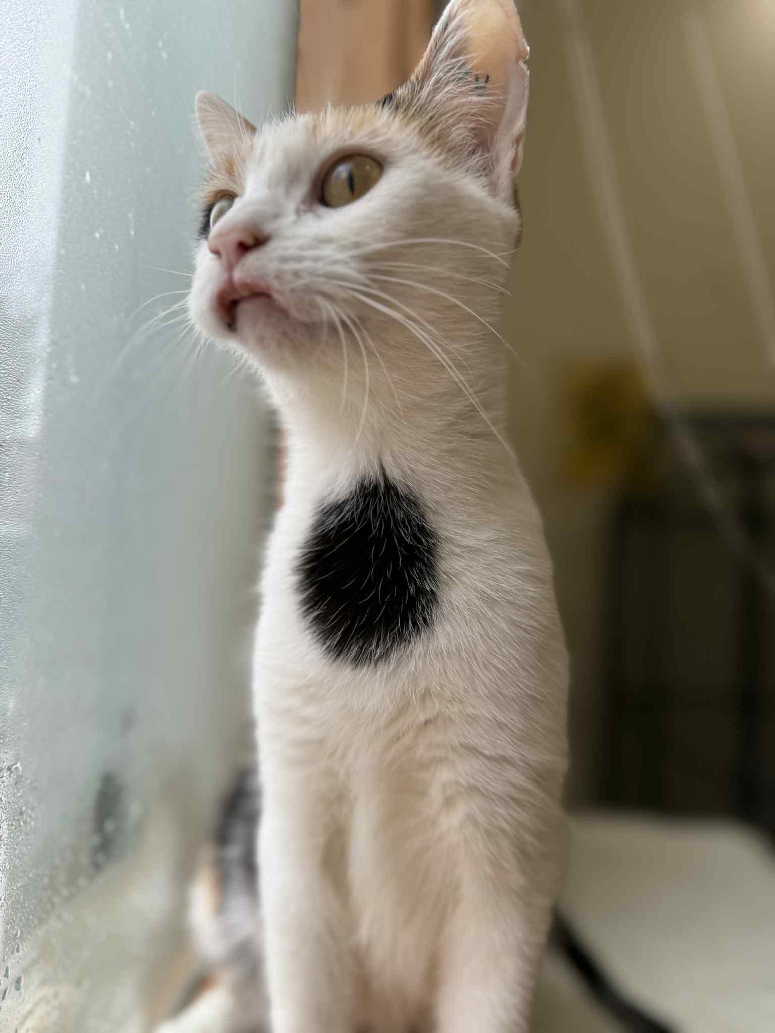 Popsicle (cat café), a Adoptable mixed breed in Lafayette, IN image 2/2