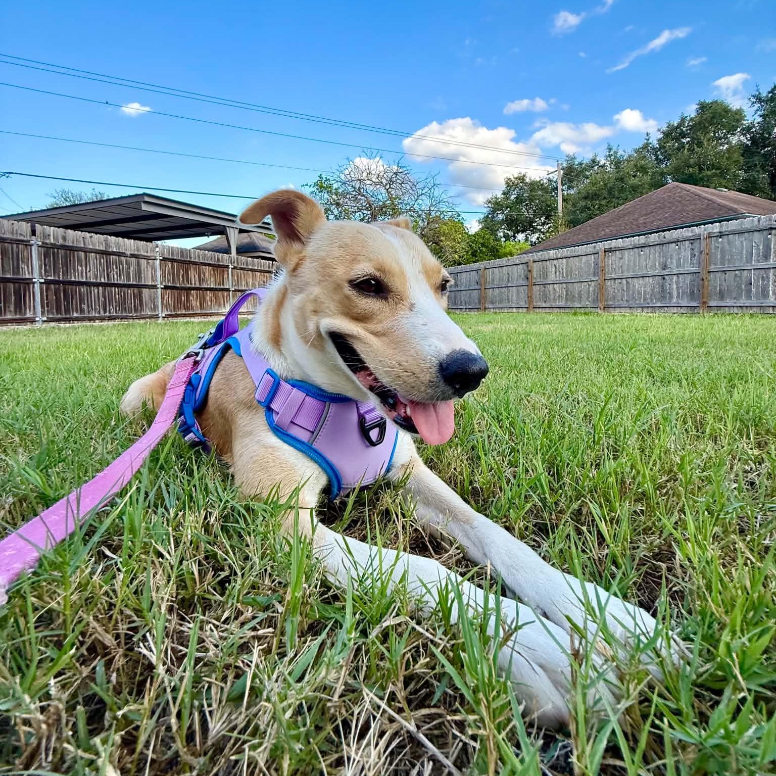 Enlarge Lucy girl, a Adoptable mixed breed in Chicago, IL image 6/6