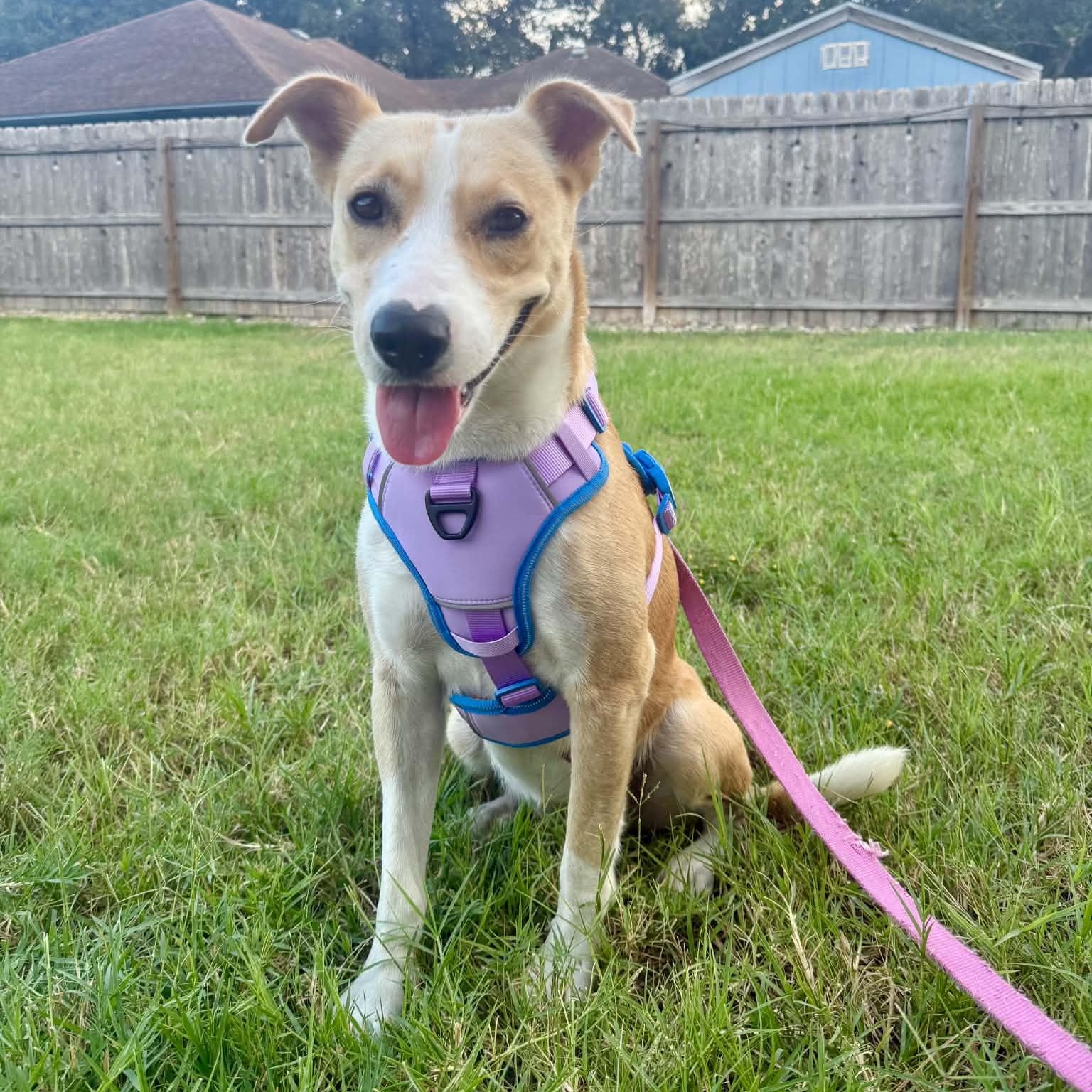 Enlarge Lucy girl, a Adoptable mixed breed in Chicago, IL image 1/6