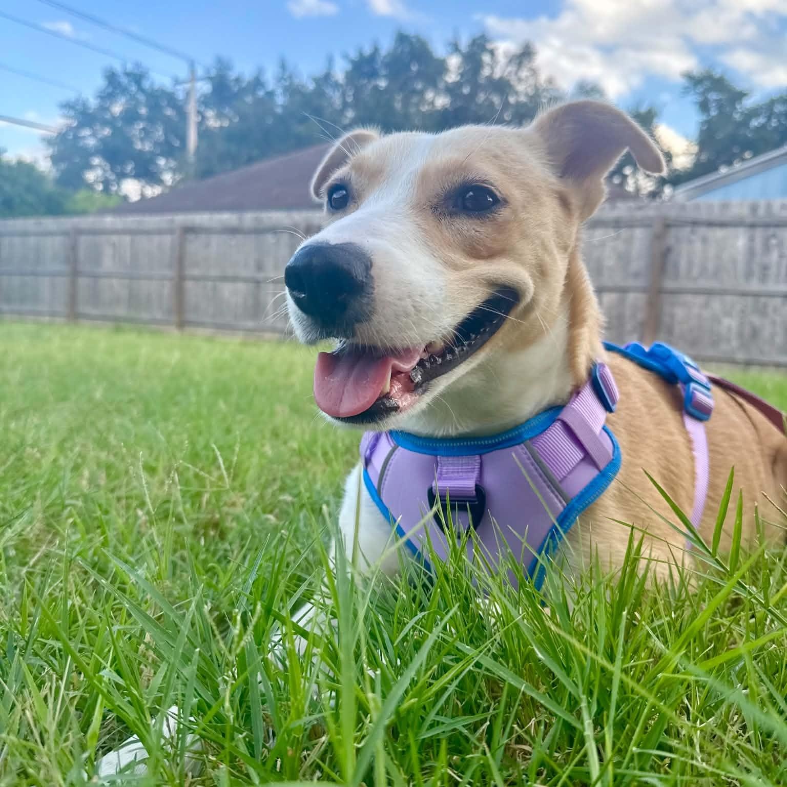 Enlarge Lucy girl, a Adoptable mixed breed in Chicago, IL image 3/6