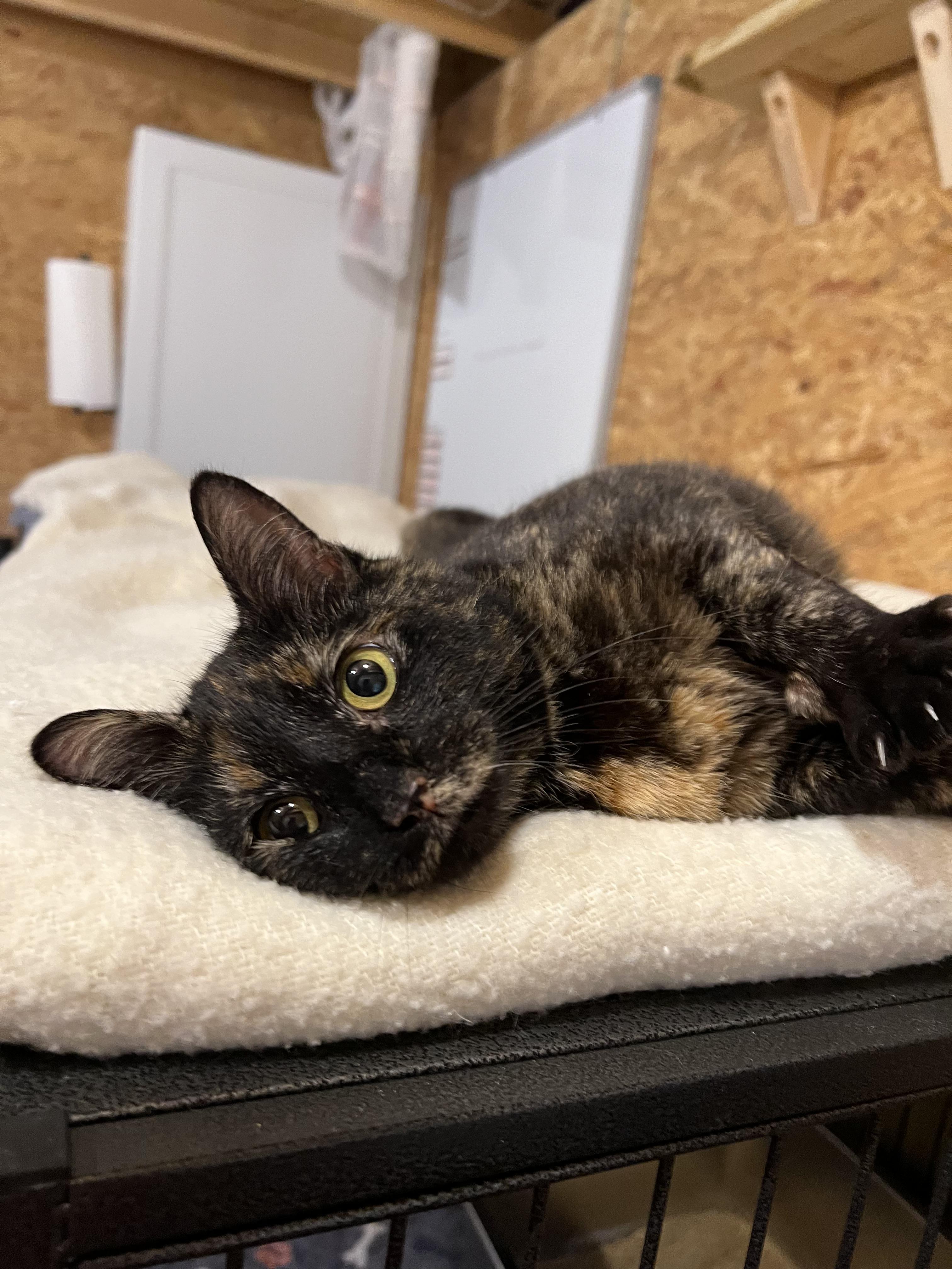 Enlarge Daphne, a Adoptable Domestic Short Hair in Sneads Ferry, NC image 1/6