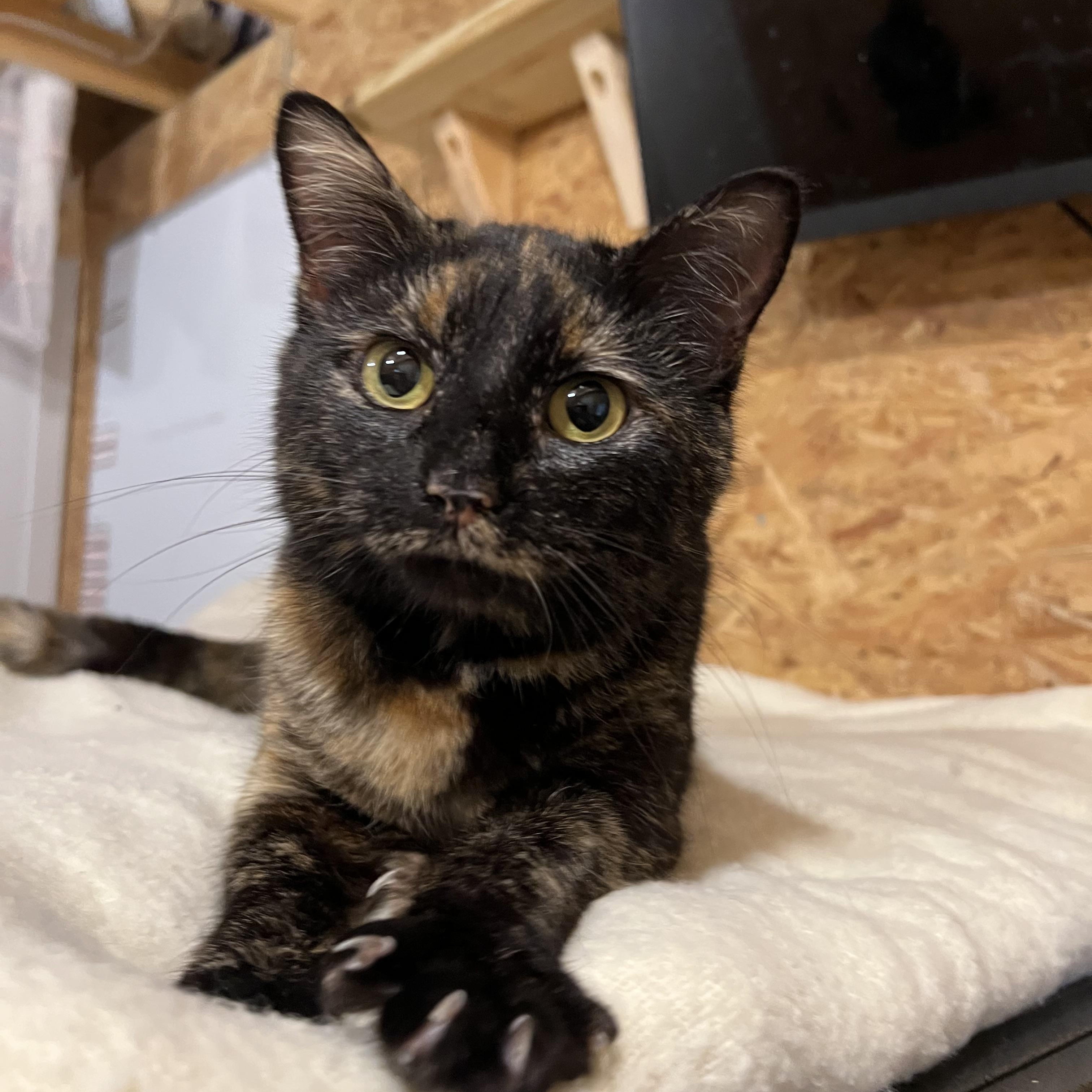 Enlarge Daphne, a Adoptable Domestic Short Hair in Sneads Ferry, NC image 3/6