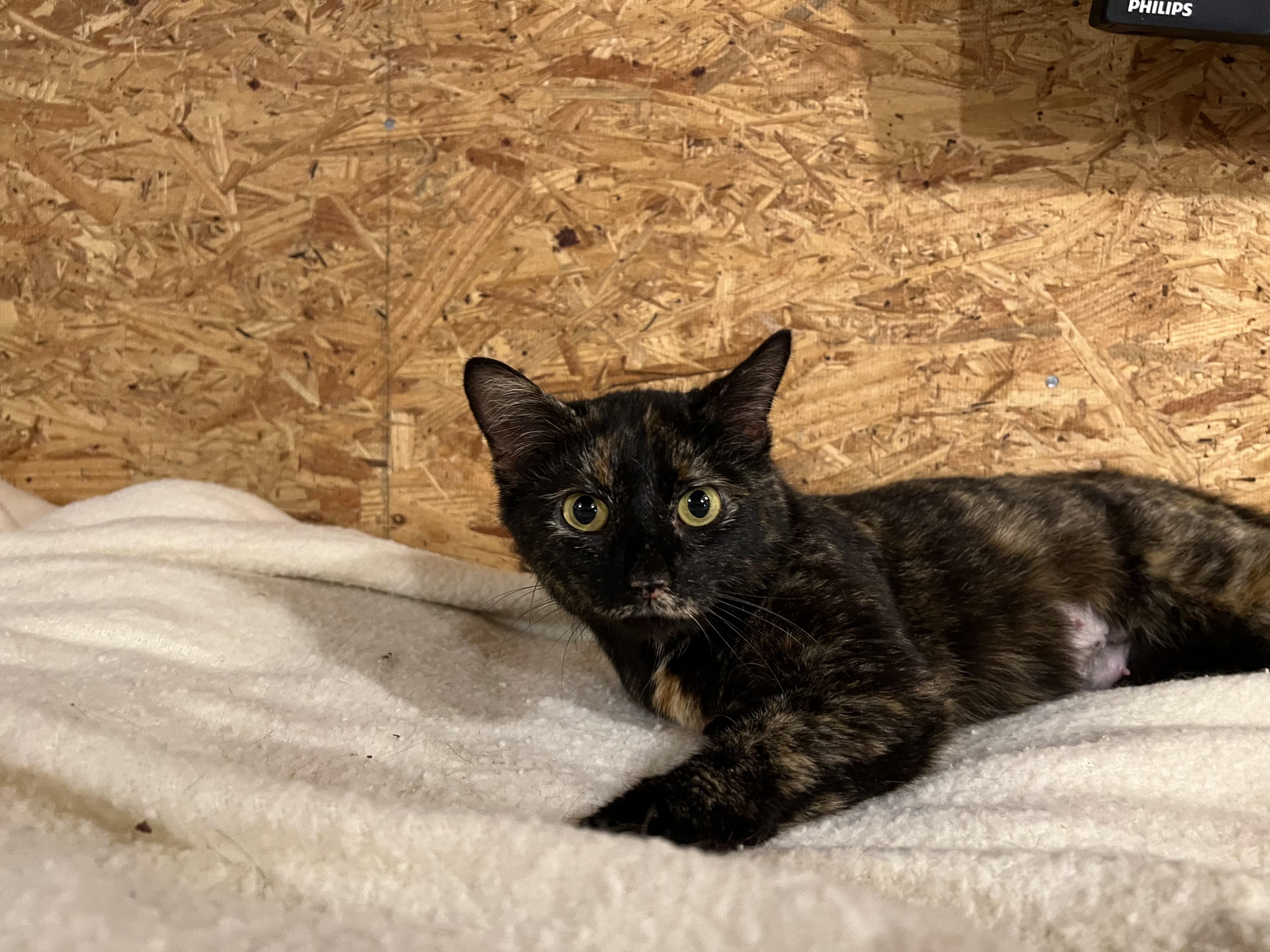 Enlarge Daphne, a Adoptable Domestic Short Hair in Sneads Ferry, NC image 6/6