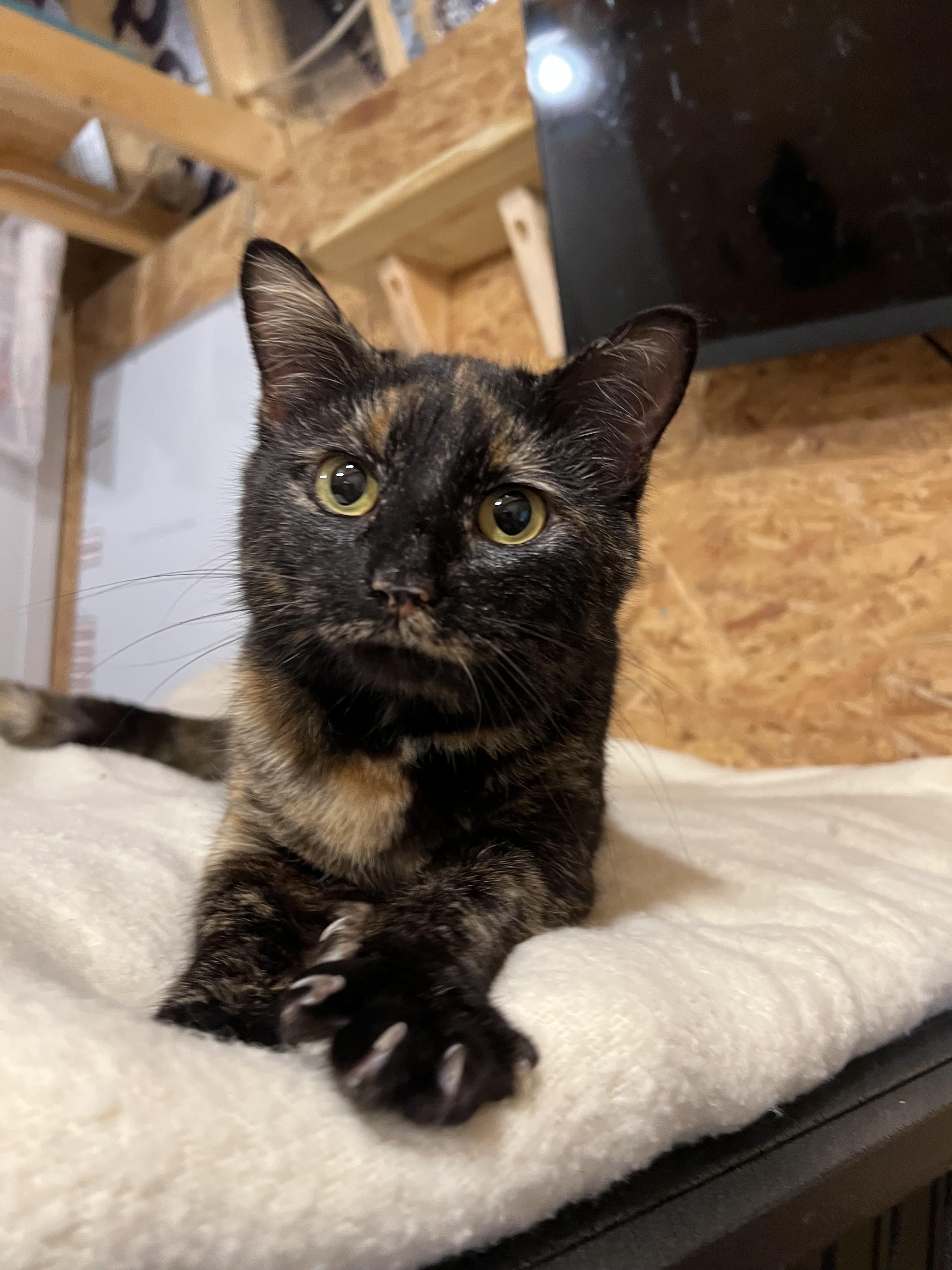 Enlarge Daphne, a Adoptable Domestic Short Hair in Sneads Ferry, NC image 4/6