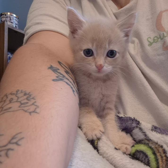 Enlarge Luke, a Adoptable Domestic Medium Hair in North Charleston, SC image 1/1