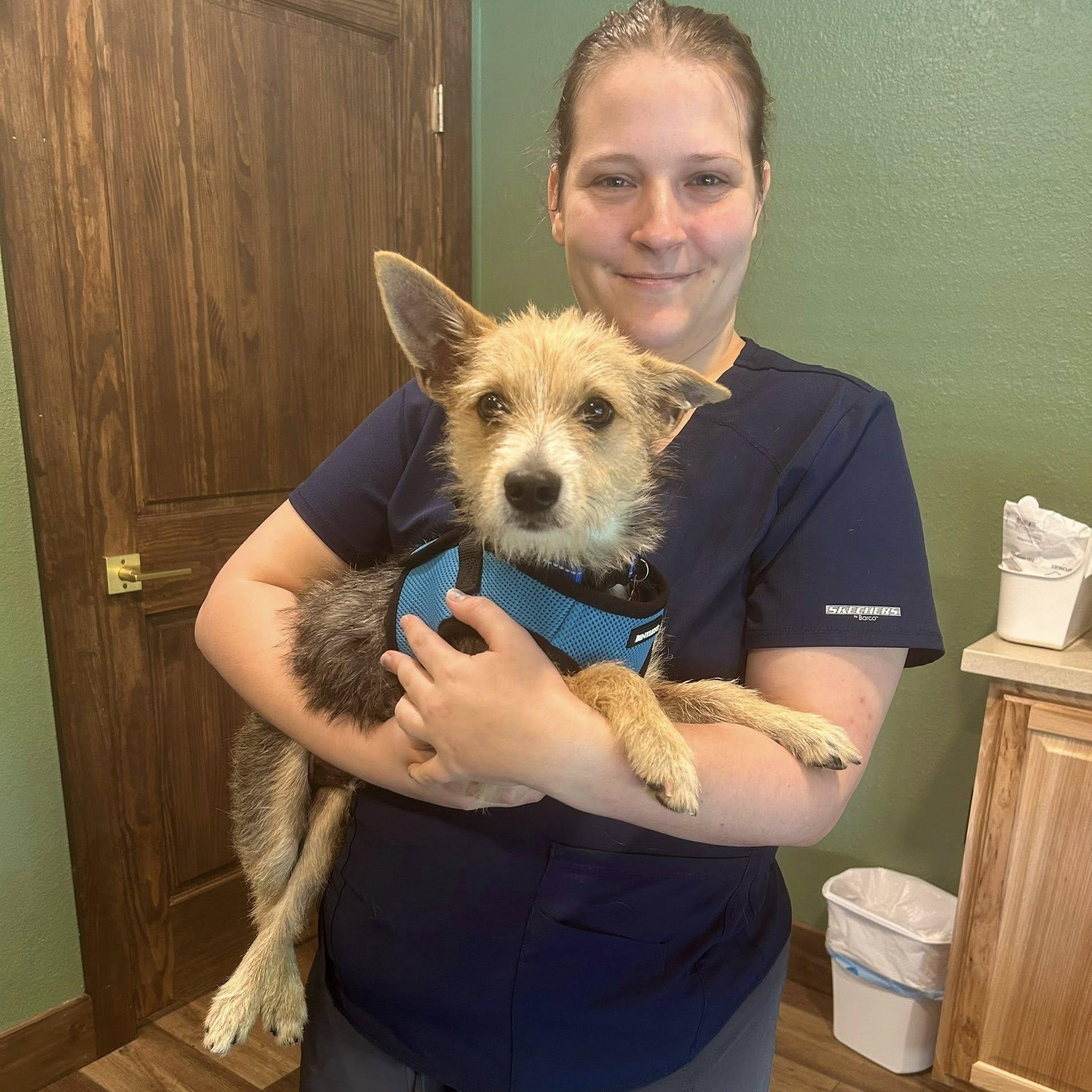 Danny, Adopted, Young Male Terrier.