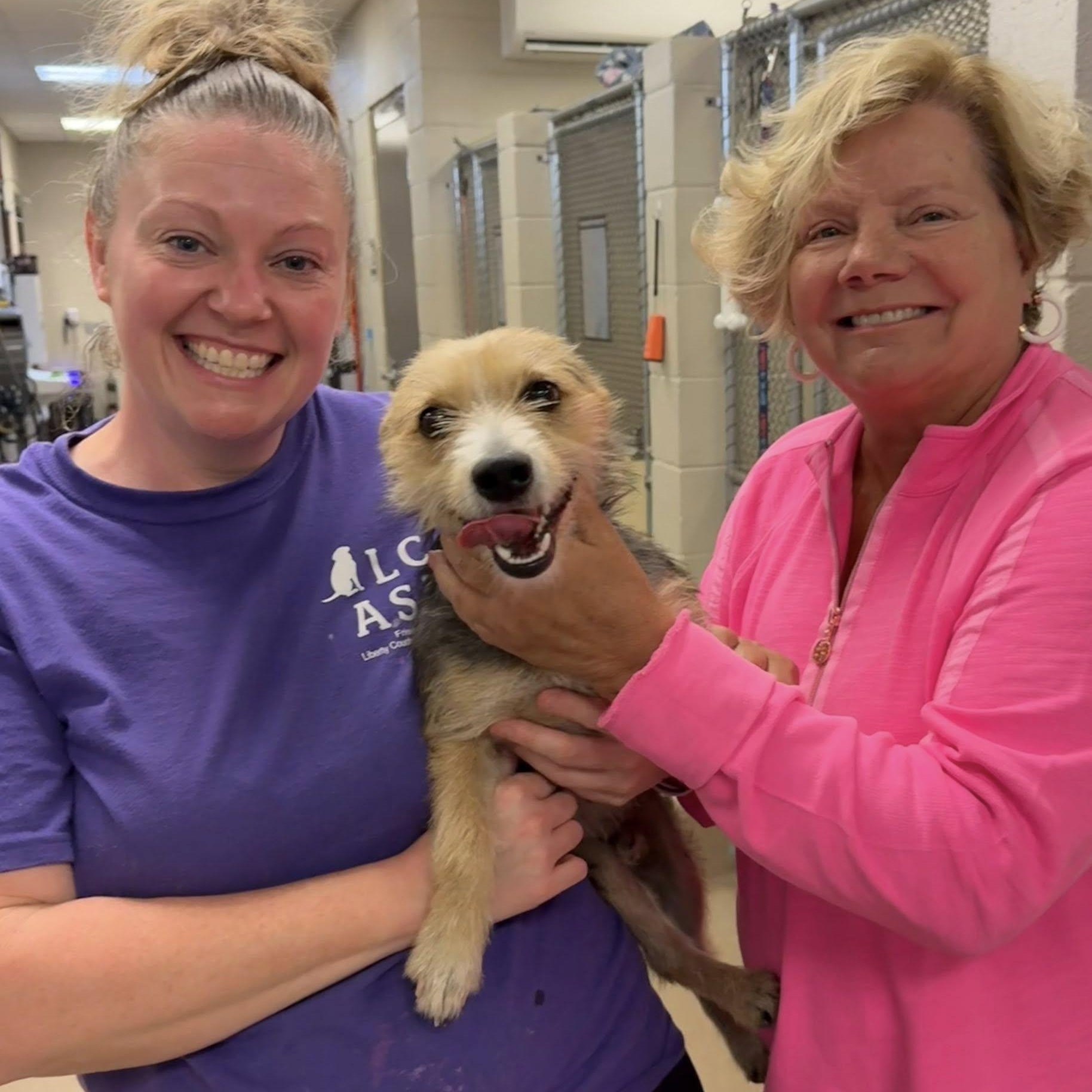 Enlarge Danny, a Adopted mixed breed in Savannah, GA image 2/3