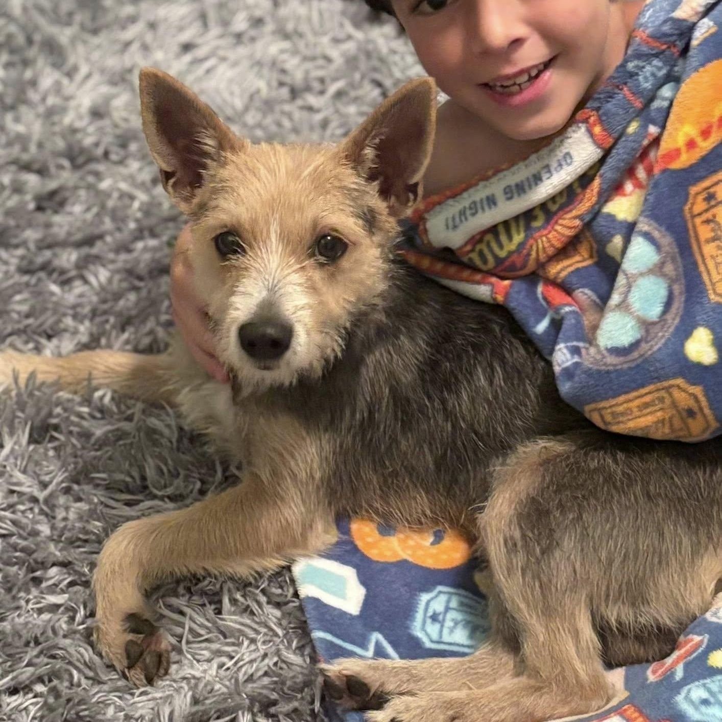 Enlarge Danny, a Adopted mixed breed in Savannah, GA image 3/3