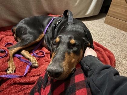 Enlarge Princess Honeybee 51517, a ADOPTABLE Mixed Breed in Oklahoma City, OK image 3/3