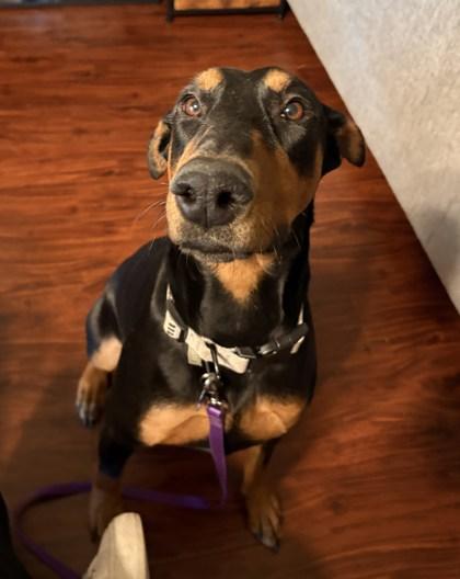 Enlarge Princess Honeybee 51517, a ADOPTABLE Mixed Breed in Oklahoma City, OK image 1/3