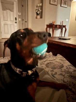 Enlarge Princess Honeybee 51517, a ADOPTABLE Mixed Breed in Oklahoma City, OK image 2/3