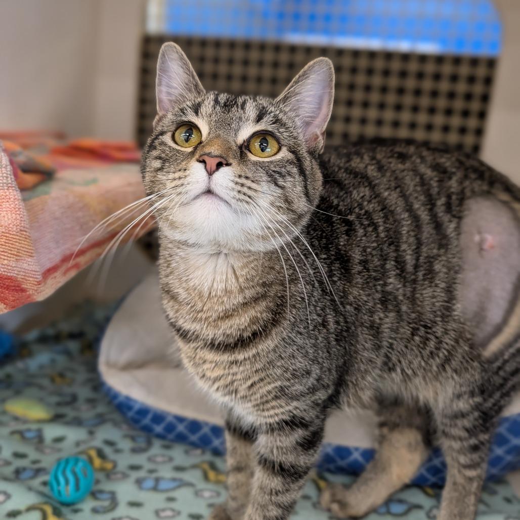 Enlarge Iskierka, a ADOPTABLE Domestic Short Hair in Cape Girardeau, MO image 2/2