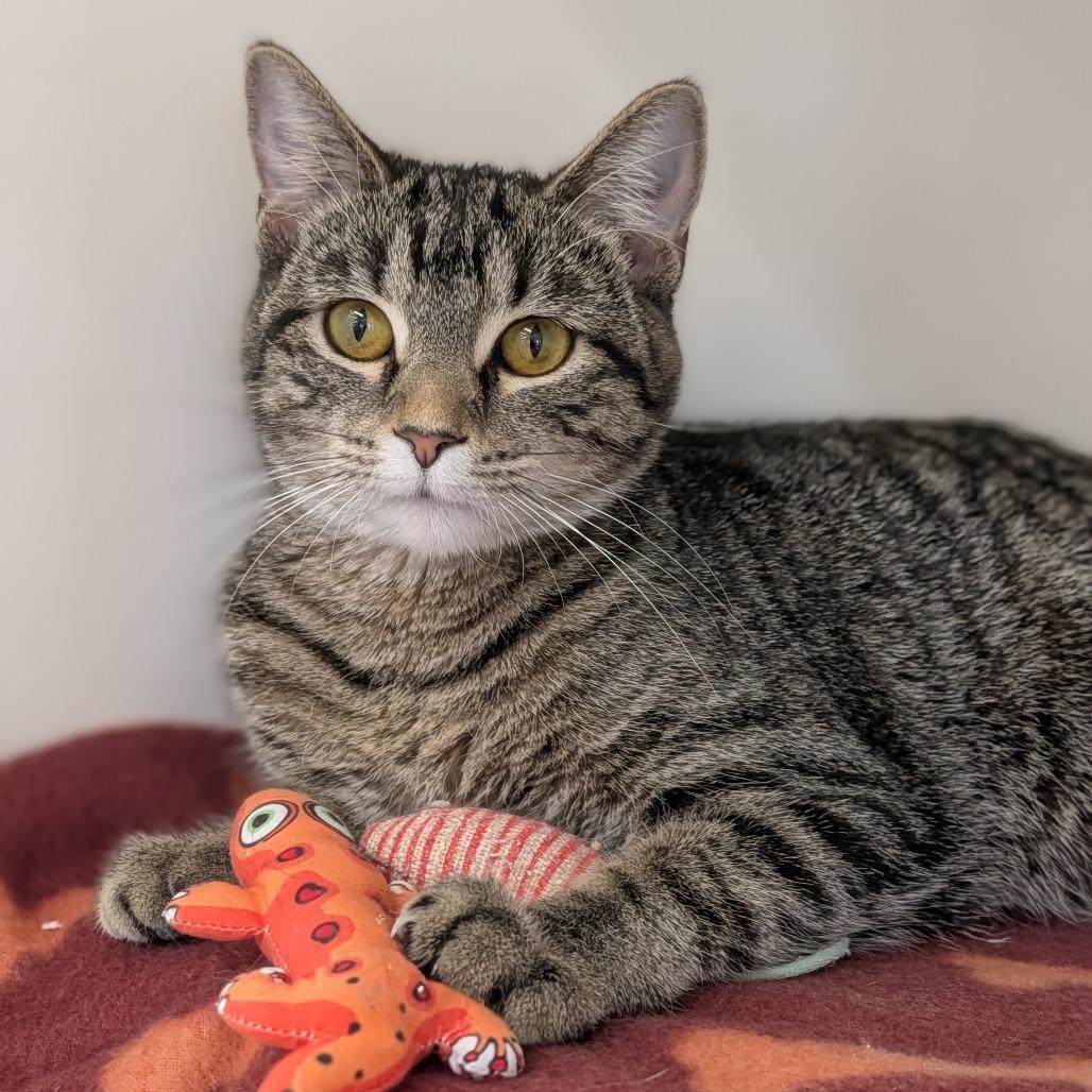 Izzy, a ADOPTABLE Domestic Short Hair in Cape Girardeau, MO image 1/3
