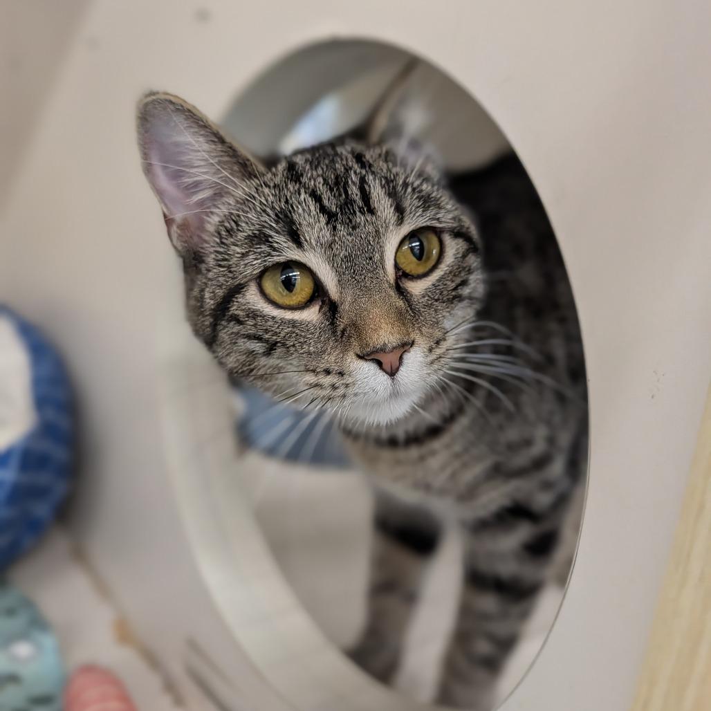 Iskierka, ADOPTABLE, Young Female Domestic Short Hair.