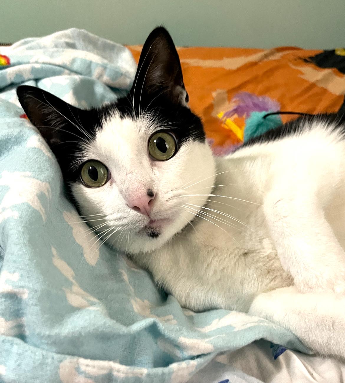 Milo, an adoptable Domestic Short Hair in Fayetteville, AR, 72701 | Photo Image 4