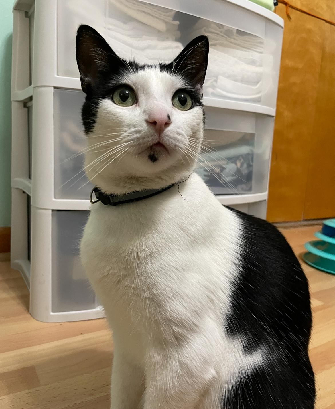 Milo, an adoptable Domestic Short Hair in Fayetteville, AR, 72701 | Photo Image 3