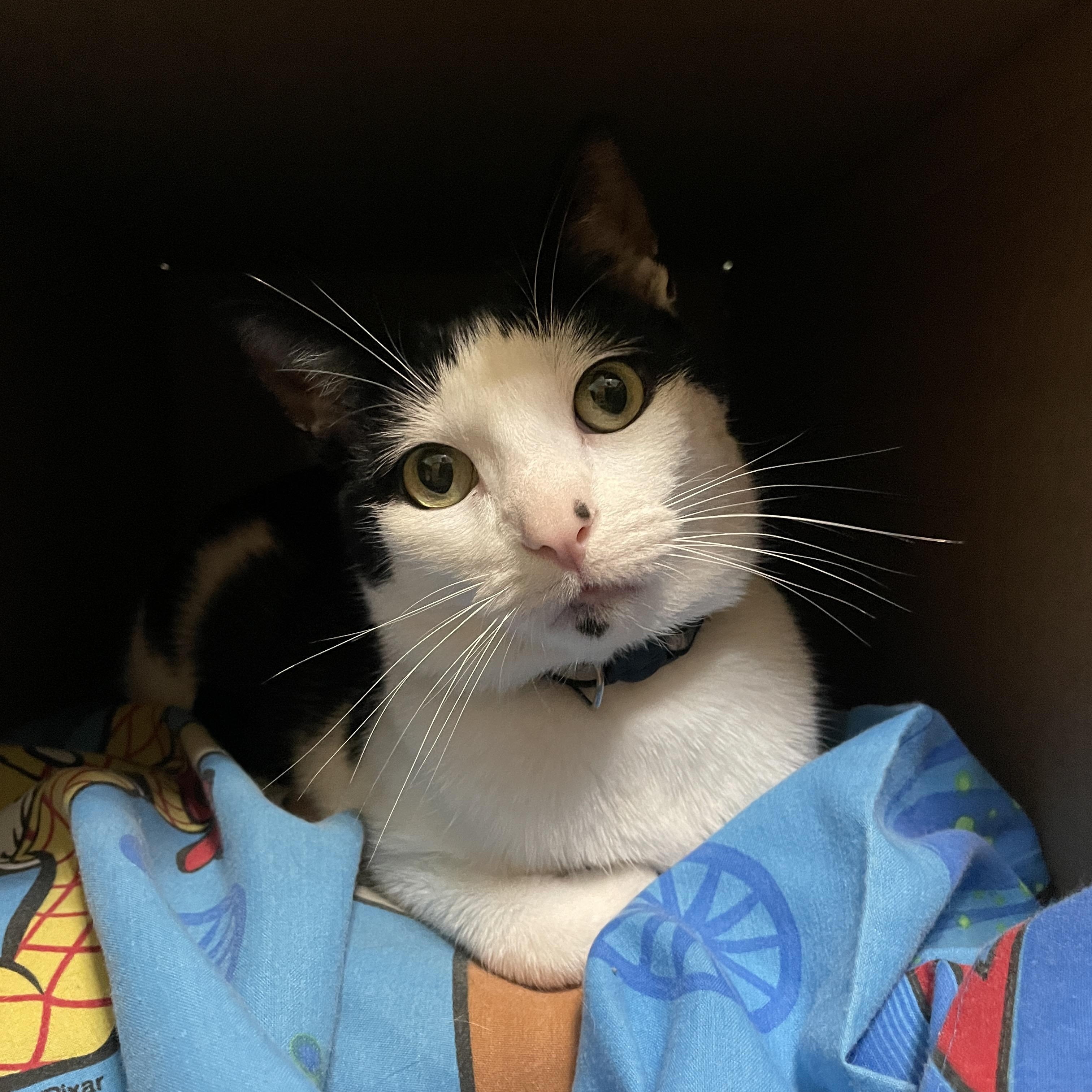 Milo, an adoptable Domestic Short Hair in Fayetteville, AR, 72701 | Photo Image 5